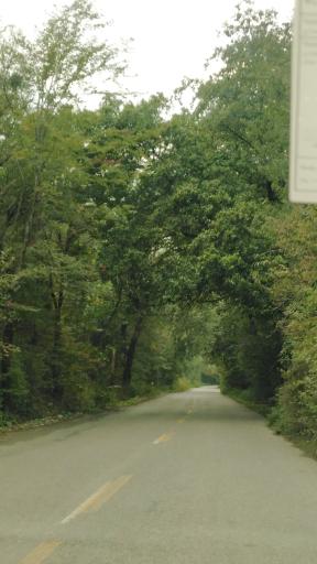 عکس جنگل افراتخته