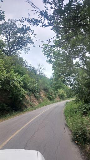 عکس جنگل افراتخته