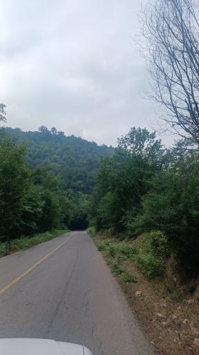 عکس جنگل افراتخته