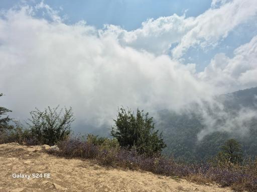 عکس جنگل افراتخته