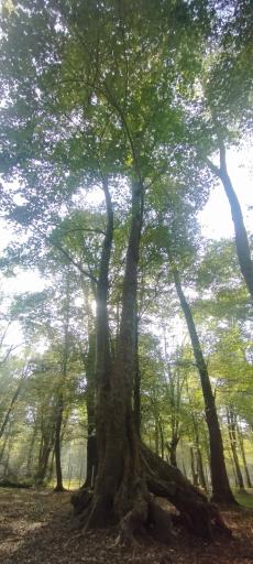 عکس پارک جنگلی نور