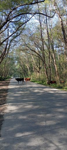 عکس پارک جنگلی نور