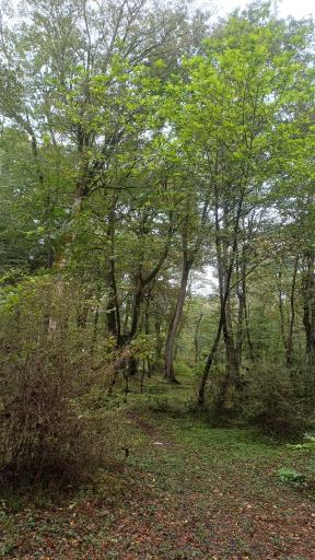 عکس پارک جنگلی نور