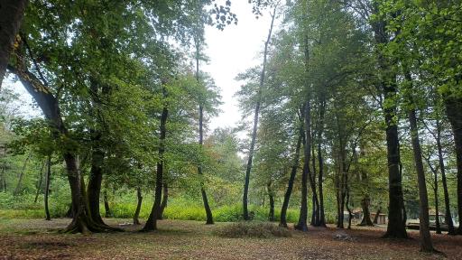 عکس پارک جنگلی نور