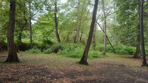 عکس پارک جنگلی نور