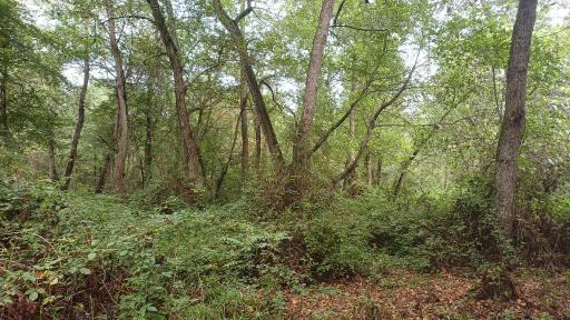 عکس پارک جنگلی نور