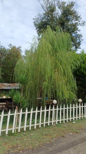 عکس پارک جنگلی نور