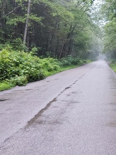 عکس پارک جنگلی نور