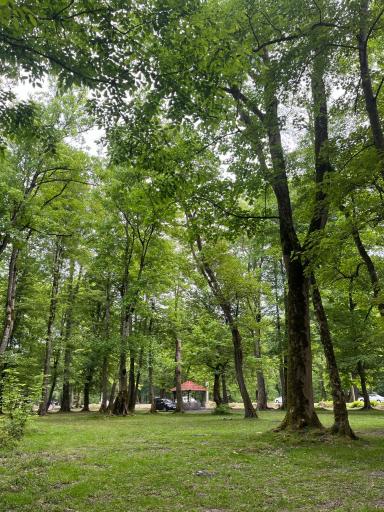 عکس پارک جنگلی نور