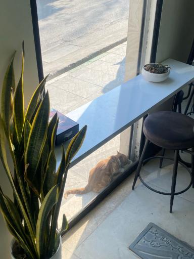 عکس کافه ناوال