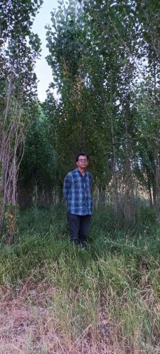 عکس بوستان شقایق