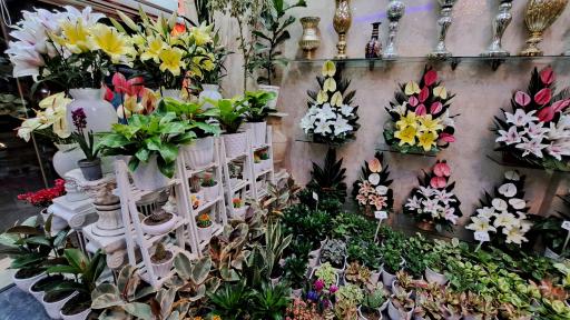 عکس گل فروشی نیلوفر