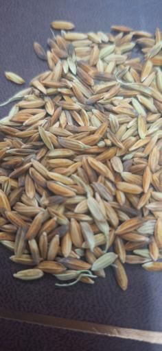 عکس برنجکوبی و لیزر ستاره جنوب 