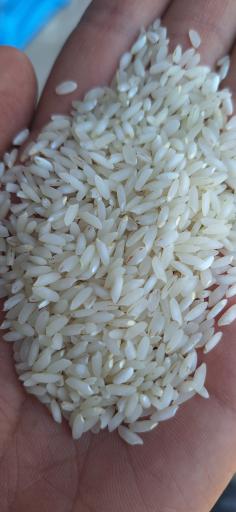 عکس برنجکوبی و لیزر ستاره جنوب 