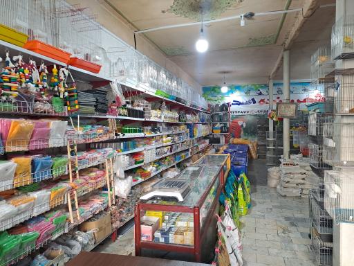 شهر پرنده اسدی