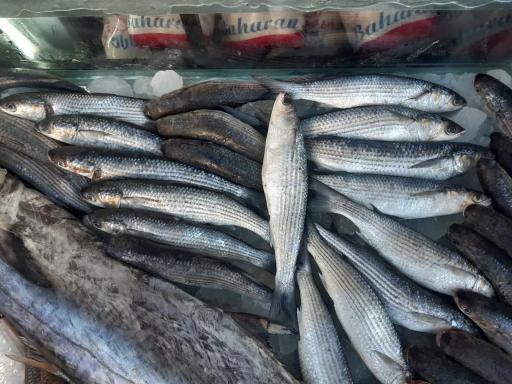 عکس پروتئینی برادران محمودی