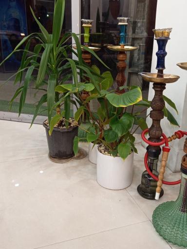 عکس صبحانه و دیزی سرای محفل