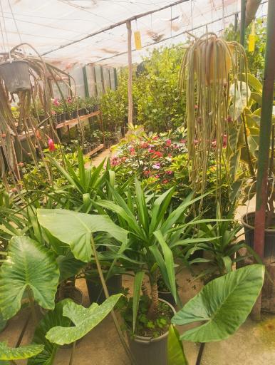 عکس گلکده یاس