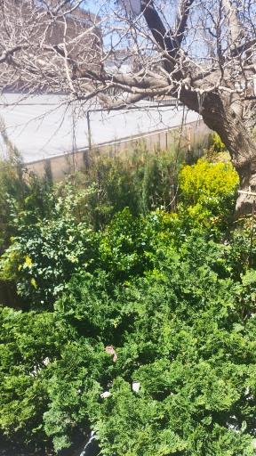 عکس گلکده یاس