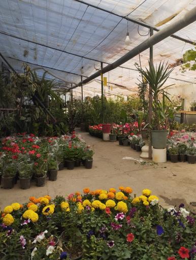 عکس گلکده یاس