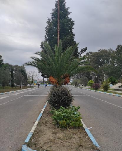 عکس دانشگاه مازندران