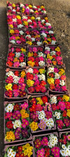 عکس گلخانه آگاو