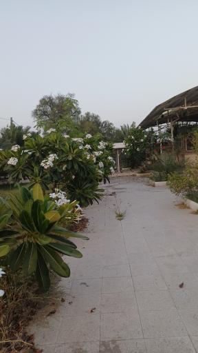عکس شهوارپالور