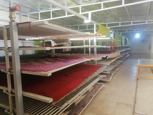 عکس قالیشویی تابان 