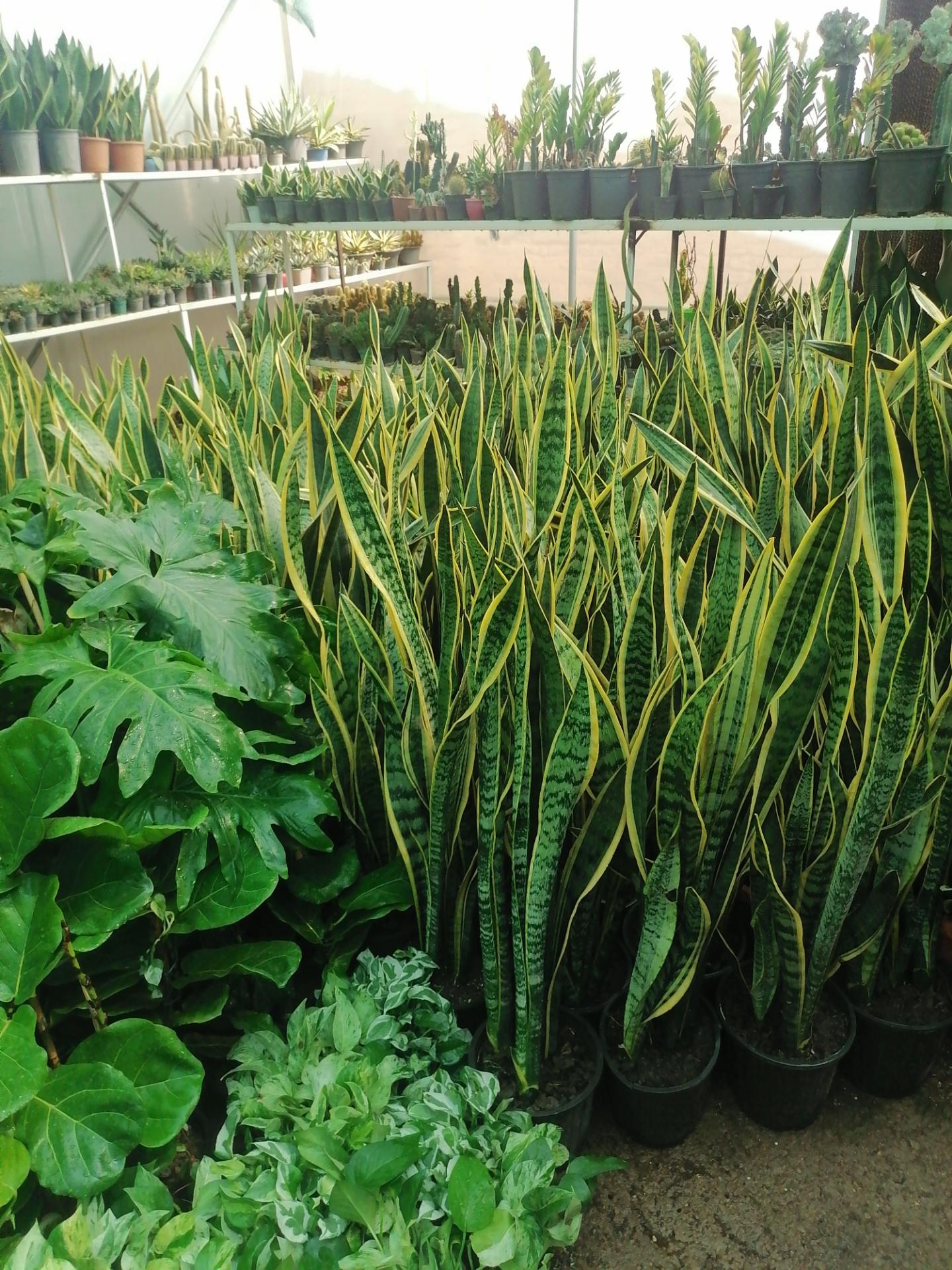 عکس گلخانه هیوا 