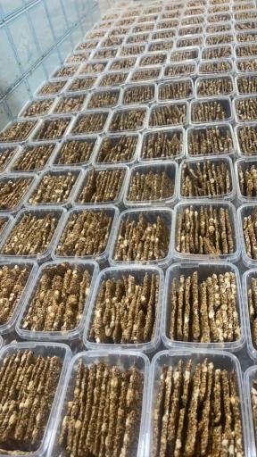 عکس بینج بو