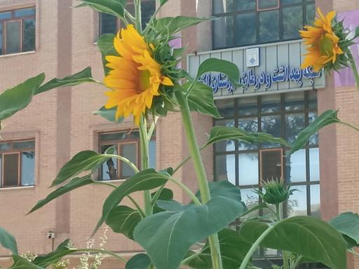 عکس شبکه بهداشت و درمان لنجان(زرین شهر)