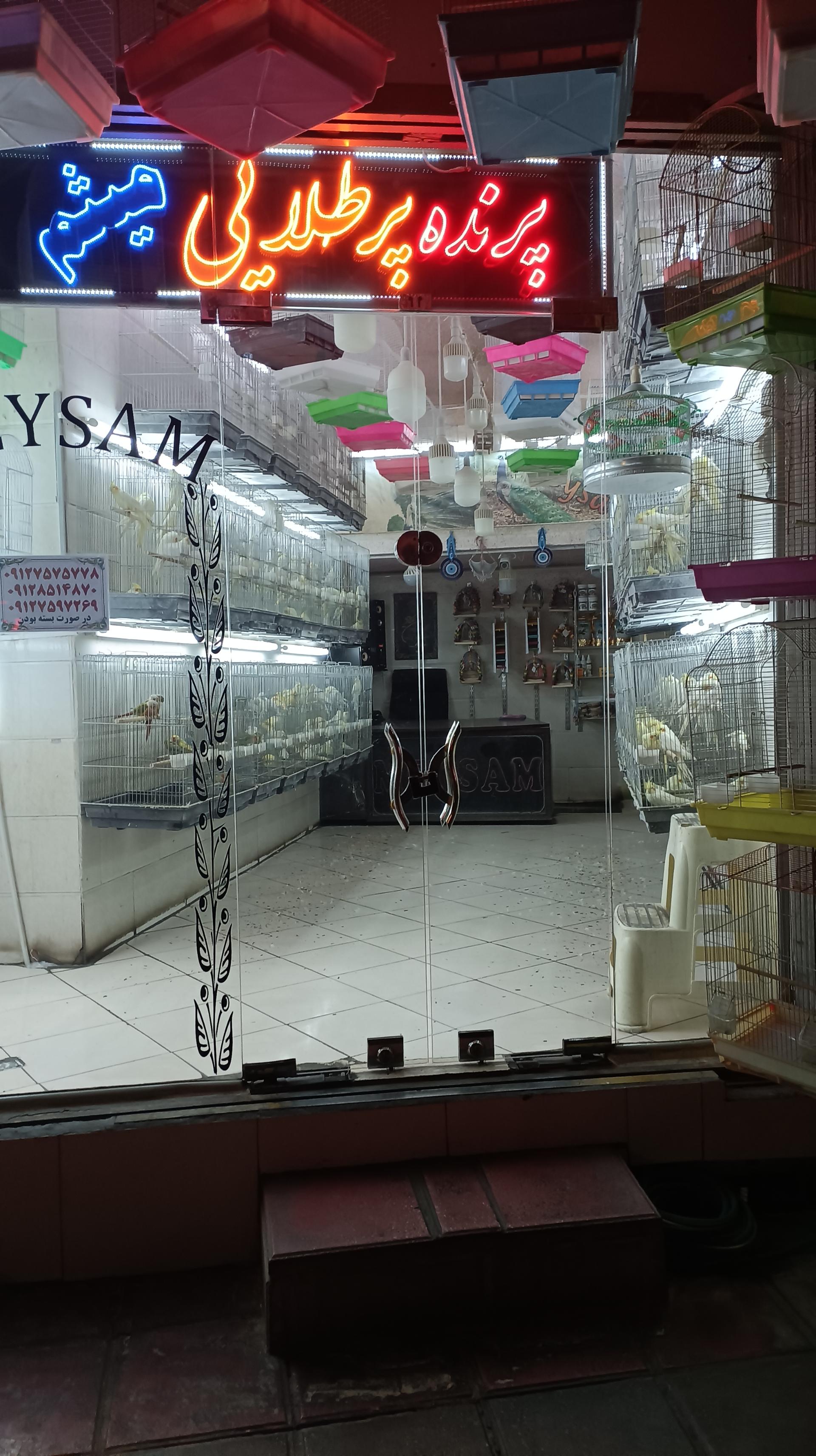 عکس پرنده فروشی پر طلایی میثم