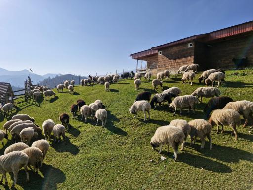 عکس ییلاق ماسال