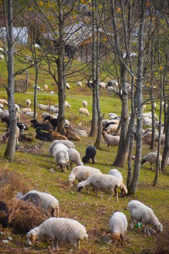 عکس ییلاق ماسال