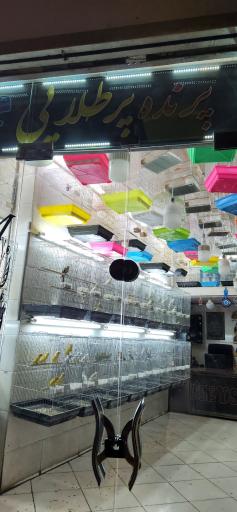 عکس پرنده فروشی پر طلایی میثم