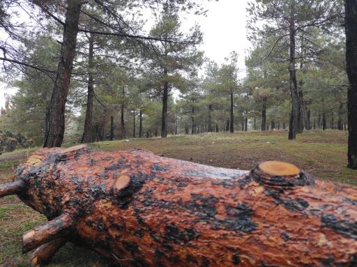 بوستان یاس فاطمی