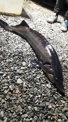 عکس ماهی سرای گوهر