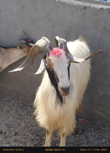 عکس دام داری نمونه برادران ملکی