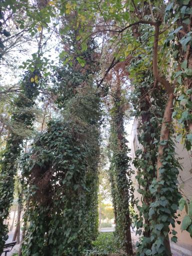 عکس بوستان صفا