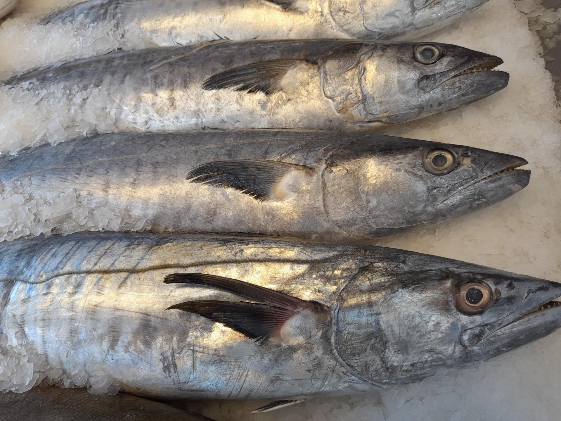 عکس ماهی سرای فرهنگیان 