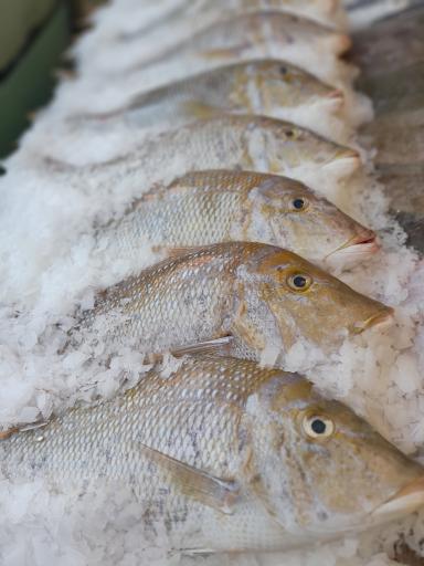 عکس ماهی سرای فرهنگیان 