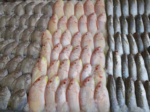 عکس ماهی سرای فرهنگیان 