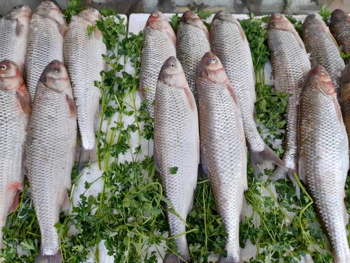 عکس ماهی سرای فرهنگیان 