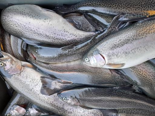 عکس ماهی سرای فرهنگیان 