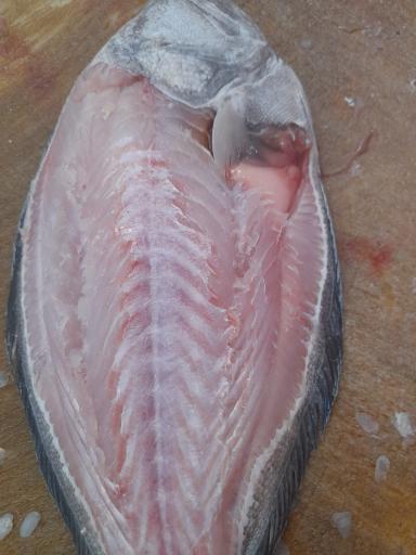 عکس ماهی سرای فرهنگیان 