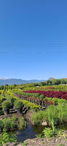 عکس گلکده ضامن آهو