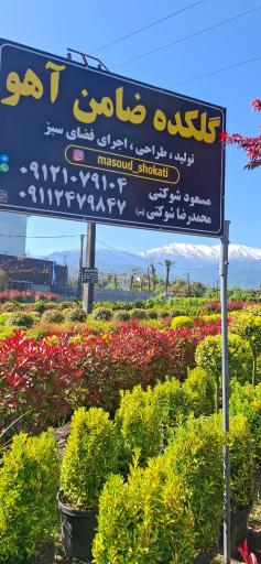 عکس گلکده ضامن آهو
