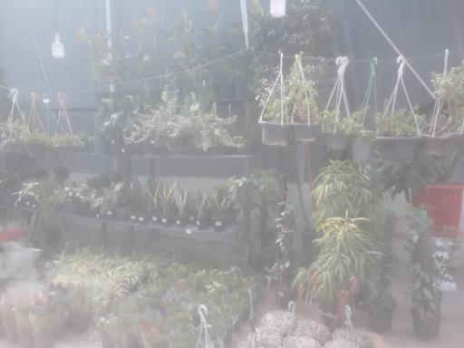 عکس خانه گل پرچین