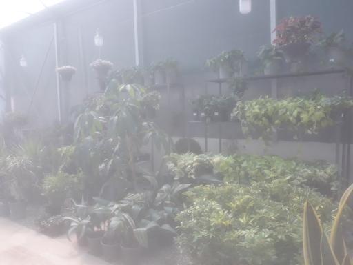 عکس خانه گل پرچین