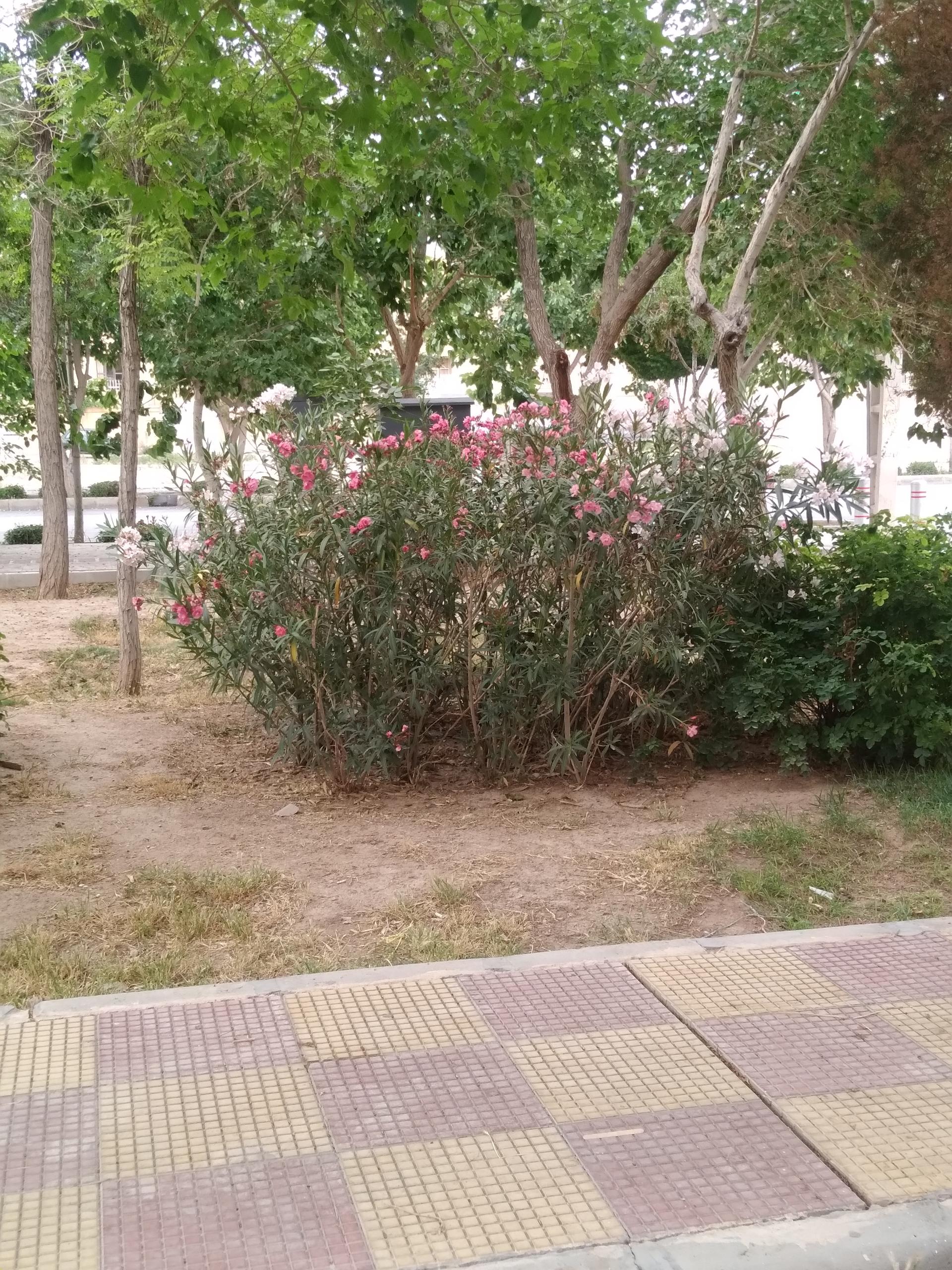 عکس پارک محلی عادل پور